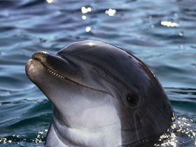 delfin2.jpg