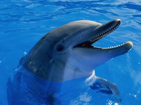 delfin3.jpg