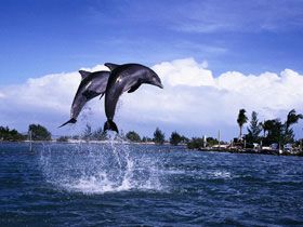 delfin4.jpg