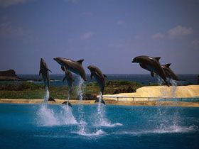 delfin5.jpg