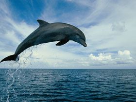 delfin7.jpg