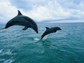 delfin8.jpg